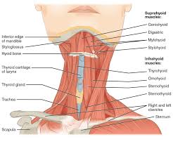 Maybe you would like to learn more about one of these? 111111 Jpg 1600 1337 Muscle Anatomy Neck Muscle Anatomy Muscles Of The Neck