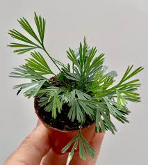 Image result for Actiniopteris