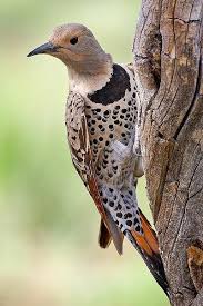 Birds Of Central Oregon Woodpeckers In Southern Oregon Have Evolved Northern Flicker Backyard Birds Wild Birds