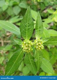 Image result for Euphorbiaceae