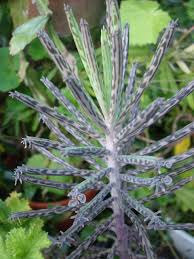 Chandelier Plant Kalanchoe Tubiflora Buy It Now Plants Planting Succulents Cacti And Succulents
