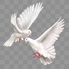 Two Realistic World Peace Doves Two Effect Pigeon Png Transparent Clipart Image And Psd File For Free Download Dove Drawing Peace Dove Prints For Sale