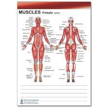 See more ideas about anatomy, anatomy reference, anatomy drawing. Pin On Human Anatomy Education