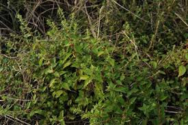 Image result for Pouzolzia guineensis