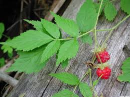Image result for Rubus iringanus