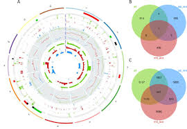 See more of shikamaru nara on facebook. Genome Wide Association Mapping And Systems Level Analysis Reveal Genetic Architecture And Physiological Mechanisms Linked With Tolerance To Flooding During Germination In Rice Biorxiv