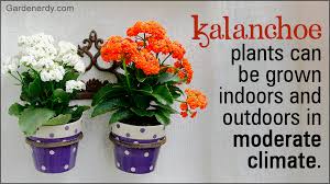 Things You Should Know About Taking Care Of Kalanchoe Plants Gardenerdy