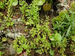 Image result for Anogramma