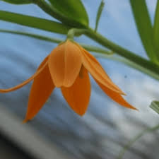 Image result for Littonia modesta