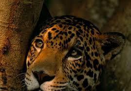 Jaguars remain with their mothers for up to two years. Jaguar Wwf