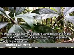 Kebanyakan pokok ini tidak bercabang. Tongkat Ali Merah
