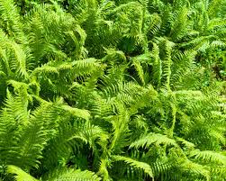 Image result for Lomariopsidaceae