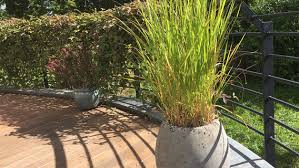 Im frühjahr, wenn der garten zu neuem leben erwacht, dann benötigt dieser neben wasser und sonnenlicht auch einen guten dünger, der eine reichhaltige blütenpracht und ernte garantiert. Mit Ziergrasern Kubel Herbstlich Bepflanzen Ndr De Ratgeber Garten