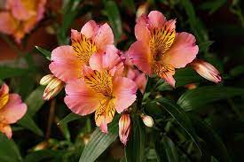 Facts On Alstroemerias Flower Including Biology Of The Alstroemeria Plant Growing Care Preserving And Tips With Types Of Flowers Flower Names Alstroemeria