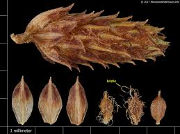 Image result for Scirpus pendulus