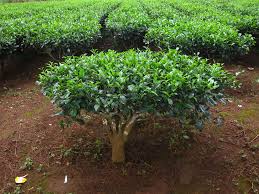 Image result for Camellia sinensis