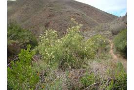 Image result for Diclis ovata