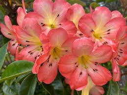 Image result for Fuirena obcordata