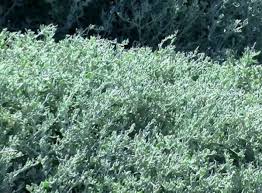 Image result for Rhagodia