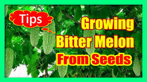 From choosing containers, germination tips, plant care to pest management and harvesting everything you need to grow your own bitter gourds is covered bitter gourd is not exactly a favourite vegetable of most people. How To Grow Bitter Melons Growing Bitter Gourds In Containers