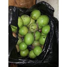 Apakah anda termasuk orang yang bertanya cara mengusir tikus dengan cuka terbukti ampuh, jika iya? Jual Mengusir Tikus Cara Tradisional Mengusir Tikus Dengan Cuka Jakarta Barat Toko Perlengkapan Pedia Tokopedia