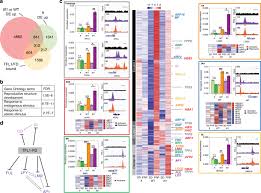 Lee flowers & company inc. Terminal Flower 1 Fd Complex Target Genes And Competition With Flowering Locus T Nature Communications
