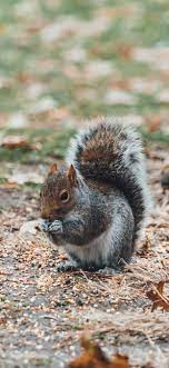 Squirrel desktop wallpapers animal planet beautiful nature wallpapers autumn forest protein autumn forest leaves branch. Squirrel Ground Leaves 1242x2688 Iphone 11 Pro Xs Max Wallpaper Background Picture Image