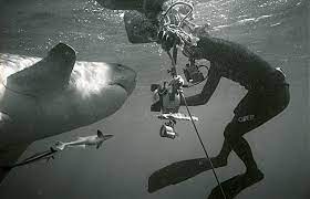 > photographer tom peschak was down to the last frames on his roll of film when he captured the photo instead of the scientist tracking the shark the shark is tracking the scientist, peschak says. Underwater Photography Oceanicdreams Blog Oceanicdreams