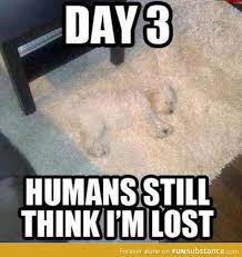 Lost Dog Funsubstance Funny Animal Jokes Funny Animal Memes Animal Jokes