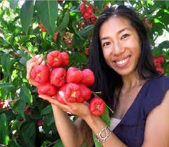 Selain itu agar tanaman buah cepat berbuah dapat ditanam dari hasil perkembangbiakan vegetative baik itu stek, cangkok, dll. Cara Membuat Tanaman Cepat Berbuah Lebat