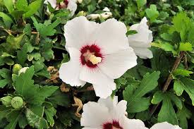 Gather guests with stunning birthday invitations. 37 Of The Best Hibiscus Varieties Gardener S Path