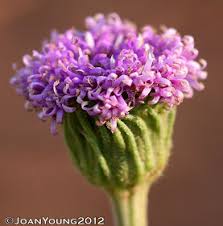 Image result for Vernonia galpinii