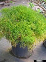 Image result for Psilotrichum