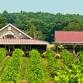 Woodmill Winery Grape Stomp Festival