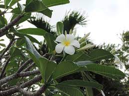 Plumeria Tree Guam Plumeria Tree Plumeria Guam
