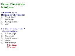 Chapter 14 the human genome answer key. Ppt Human Chromosomes Inheritance Autosomes 1 22 Homologous Chromosome Size Shape Centromere Powerpoint Presentation Id 3869799
