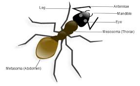 The main organs of the body have ordinary english names and doctors use these words. Ant Anatomy Diagram Learn About The Body Parts Of Ants
