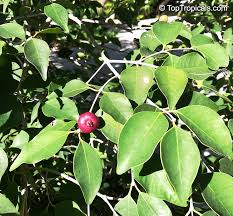 Image result for Eugenia aschersoniana