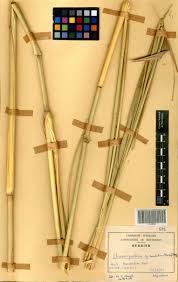 Image result for Chasmopodium