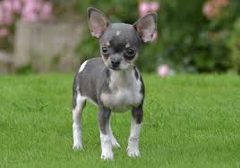 Home of teacup chihuahua puppies for sale. Chihuahua Puppies For Sale In Dubai Pure Breed Pups Pet Mania Dubai