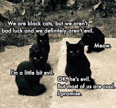 We Are Black Cats But We Aren T Bad Luck And We Definitely Aren T Evil Funny Cats Funny Animal Memes Funny Animal Pictures