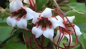 Image result for Strophanthus