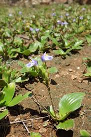 Image result for Craterostigma nummulariifolium