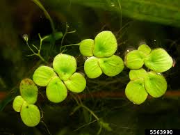 Image result for Spirodela polyrrhiza