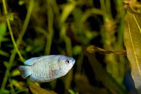In this article, i am going to talk about flame dwarf gourami size, tank size, female, care, breeding, tank mates, aggressive, for sale, male or female, pregnant, etc. Dwarf Gourami The Care Feeding And Breeding Of Dwarf Gouramis Aquarium Tidings