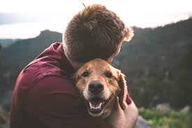 Flying your dog from the mainland to hawaii. How To Bring Your Pet To Japan All The Requirements