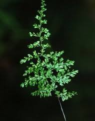 Image result for Hymenophyllum splendidum