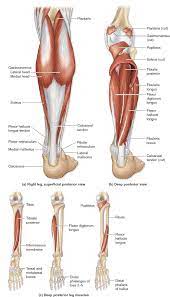 Compartment the superficial and deep muscles of the posterior compartment of the leg are anatomically separated layer of fascia. 11 36 Muscles Of The Posterior Leg In 2021 Human Muscle Anatomy Human Body Anatomy Muscle Anatomy