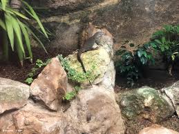Nouvelle Espece Au Vivarium Depuis Bioparc Zoo De Doue La Fontaine Facebook