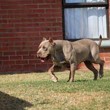 The perfect pit bull puppy is waiting ✓ adorable purebred, blue nose & mixed puppies. Our Bullies Blueberry American Bully Kennels